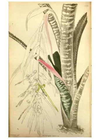 Reproducción/Reproduction 48787871247: The botanical cabinet. London :John & Arthur Arch ...,1817-1833.. 
