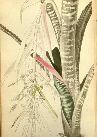 Reproducción/Reproduction 48787871247: The botanical cabinet. London :John & Arthur Arch ...,1817-1833.. 