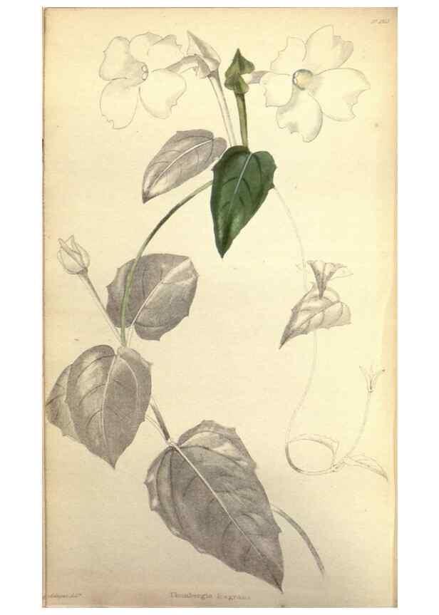 Reproducción/Reproduction 48787360838: The botanical cabinet. London :John & Arthur Arch ...,1817-1833.. 