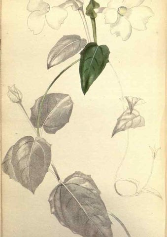 Reproducción/Reproduction 48787360838: The botanical cabinet. London :John & Arthur Arch ...,1817-1833.. 