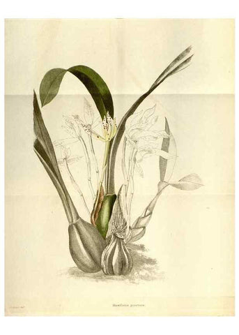 Reproducción/Reproduction 48787721146: The botanical cabinet. London :John & Arthur Arch ...,1817-1833.. 