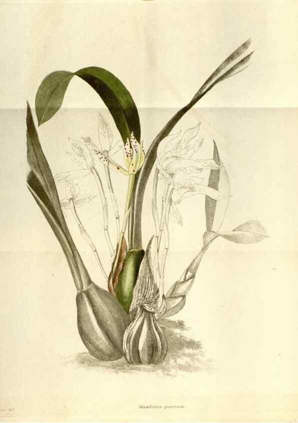 Reproducción/Reproduction 48787721146: The botanical cabinet. London :John & Arthur Arch ...,1817-1833.. 