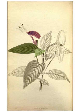 Reproducción/Reproduction 48787872197: The botanical cabinet. London :John & Arthur Arch ...,1817-1833.. 