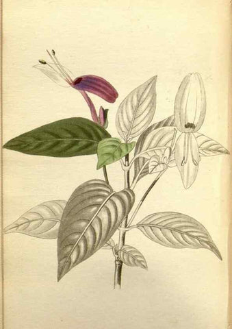 Reproducción/Reproduction 48787872197: The botanical cabinet. London :John & Arthur Arch ...,1817-1833.. 