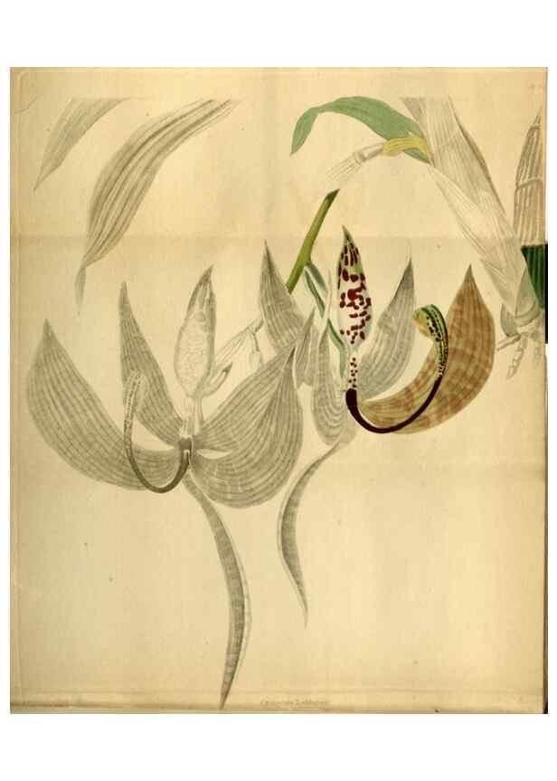 Reproducción/Reproduction 48787322263: The botanical cabinet. London :John & Arthur Arch ...,1817-1833.. 