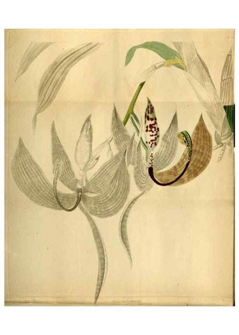 Reproducción/Reproduction 48787322263: The botanical cabinet. London :John & Arthur Arch ...,1817-1833.. 
