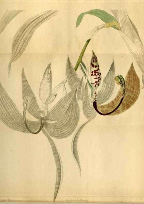 Reproducción/Reproduction 48787322263: The botanical cabinet. London :John & Arthur Arch ...,1817-1833.. 