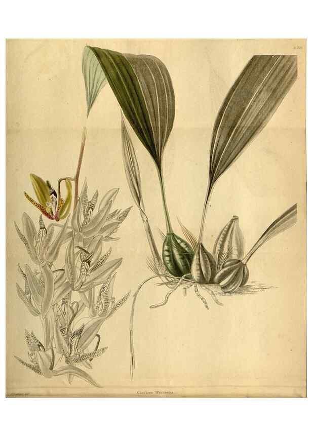 Reproducción/Reproduction 48787682651: The botanical cabinet. London :John & Arthur Arch ...,1817-1833.. 