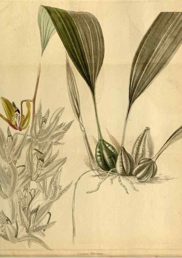 Reproducción/Reproduction 48787682651: The botanical cabinet. London :John & Arthur Arch ...,1817-1833.. 