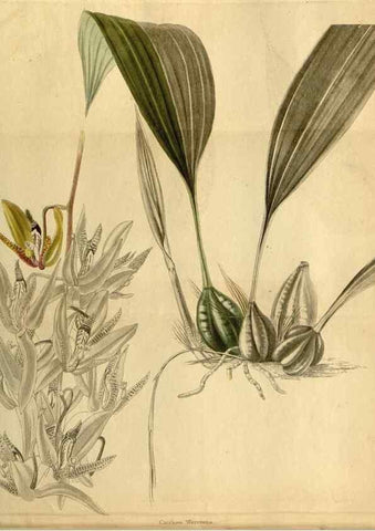 Reproducción/Reproduction 48787682651: The botanical cabinet. London :John & Arthur Arch ...,1817-1833.. 