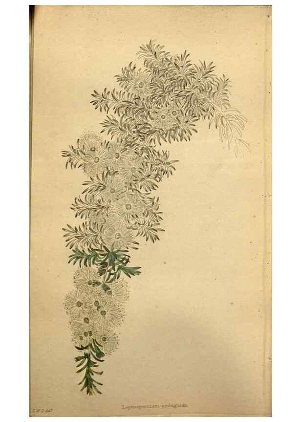 Reproducción/Reproduction 48787321683: The botanical cabinet. London :John & Arthur Arch ...,1817-1833.. 