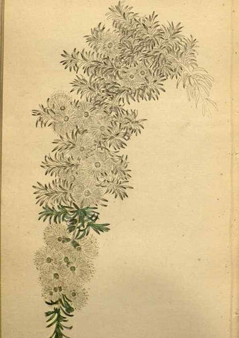 Reproducción/Reproduction 48787321683: The botanical cabinet. London :John & Arthur Arch ...,1817-1833.. 