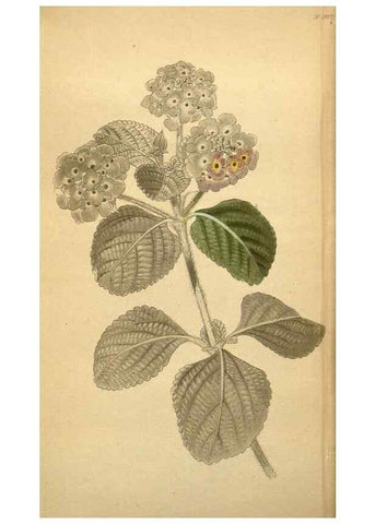 Reproducción/Reproduction 48787321458: The botanical cabinet. London :John & Arthur Arch ...,1817-1833.. 