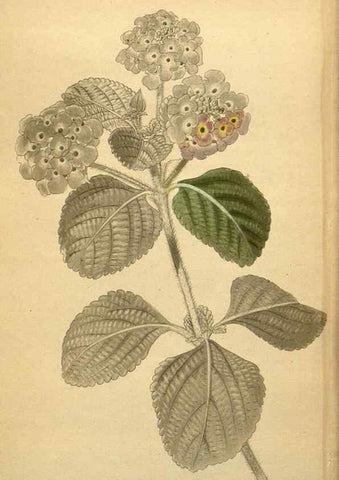 Reproducción/Reproduction 48787321458: The botanical cabinet. London :John & Arthur Arch ...,1817-1833.. 