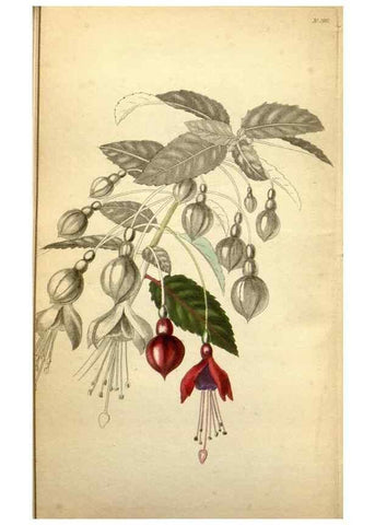 Reproducción/Reproduction 48787828062: The botanical cabinet. London :John & Arthur Arch ...,1817-1833.. 