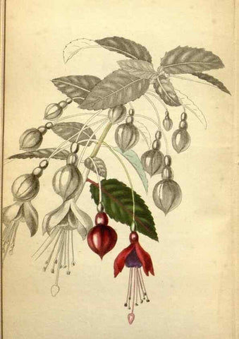 Reproducción/Reproduction 48787828062: The botanical cabinet. London :John & Arthur Arch ...,1817-1833.. 