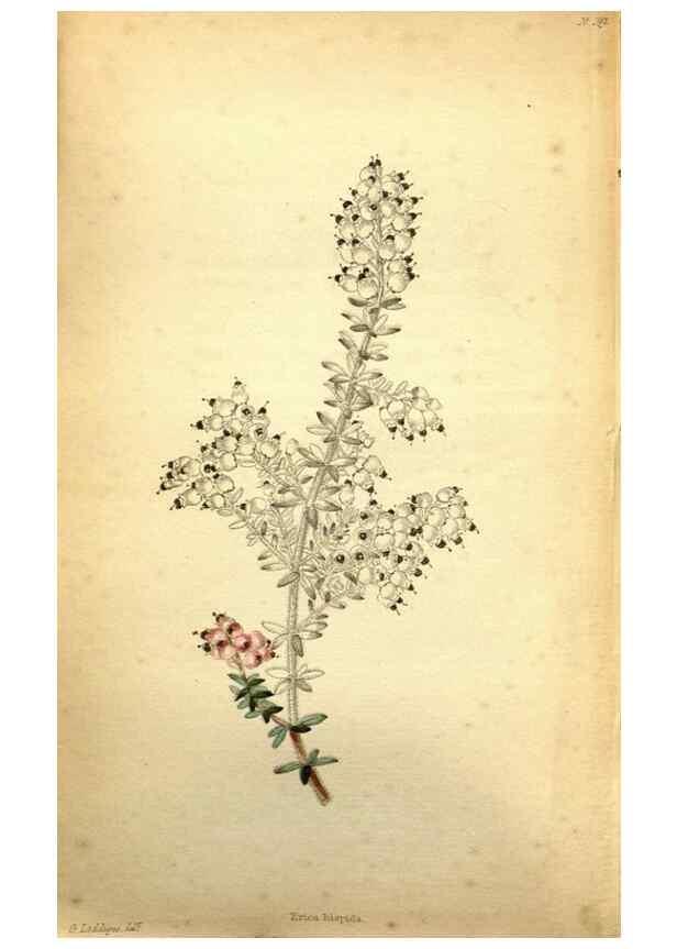 Reproducción/Reproduction 48787828362: The botanical cabinet. London :John & Arthur Arch ...,1817-1833.. 