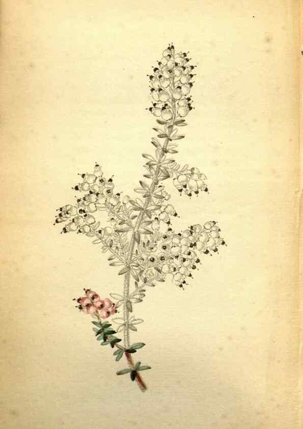 Reproducción/Reproduction 48787828362: The botanical cabinet. London :John & Arthur Arch ...,1817-1833.. 