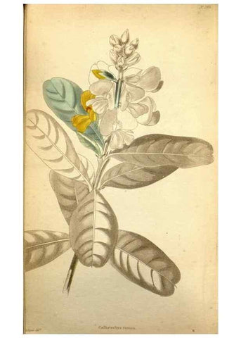Reproducción/Reproduction 48787828722: The botanical cabinet. London :John & Arthur Arch ...,1817-1833.. 