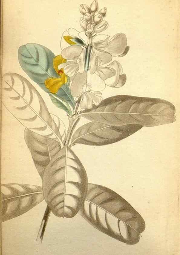 Reproducción/Reproduction 48787828722: The botanical cabinet. London :John & Arthur Arch ...,1817-1833.. 