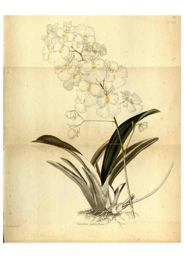 Reproducción/Reproduction 48787828982: The botanical cabinet. London :John & Arthur Arch ...,1817-1833.. 