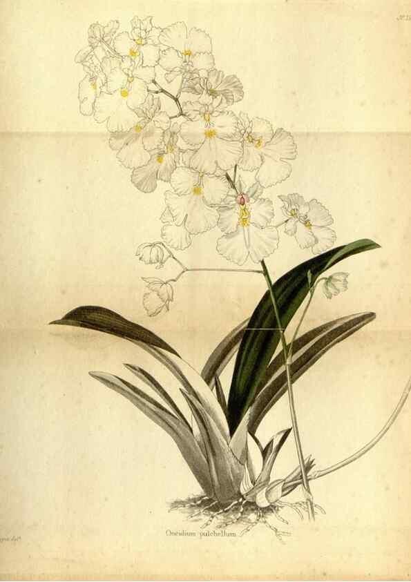 Reproducción/Reproduction 48787828982: The botanical cabinet. London :John & Arthur Arch ...,1817-1833.. 