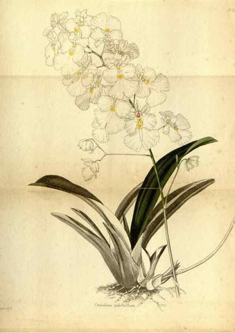 Reproducción/Reproduction 48787828982: The botanical cabinet. London :John & Arthur Arch ...,1817-1833.. 