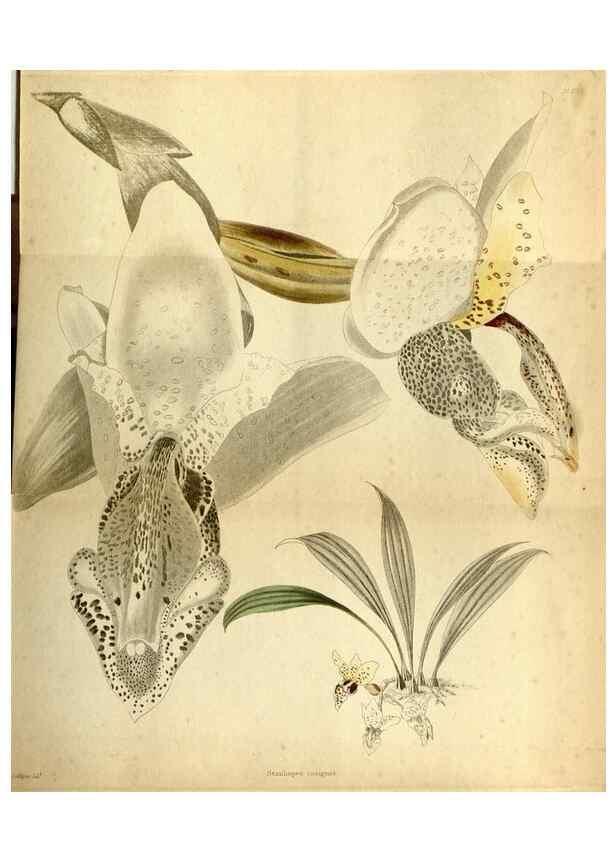 Reproducción/Reproduction 48787678376: The botanical cabinet. London :John & Arthur Arch ...,1817-1833.. 