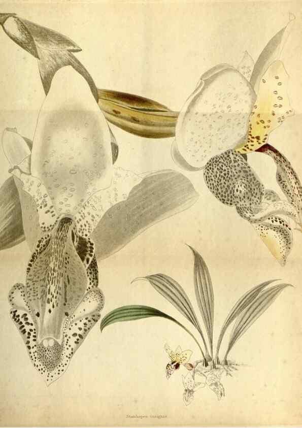 Reproducción/Reproduction 48787678376: The botanical cabinet. London :John & Arthur Arch ...,1817-1833.. 