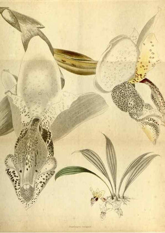 Reproducción/Reproduction 48787678376: The botanical cabinet. London :John & Arthur Arch ...,1817-1833.. 