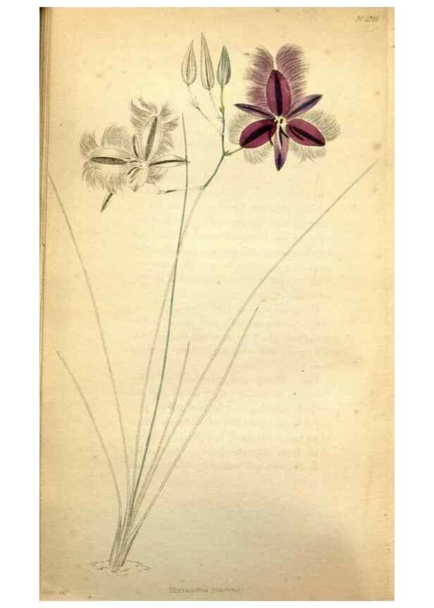 Reproducción/Reproduction 48787829627: The botanical cabinet. London :John & Arthur Arch ...,1817-1833.. 