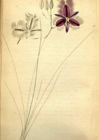 Reproducción/Reproduction 48787829627: The botanical cabinet. London :John & Arthur Arch ...,1817-1833.. 
