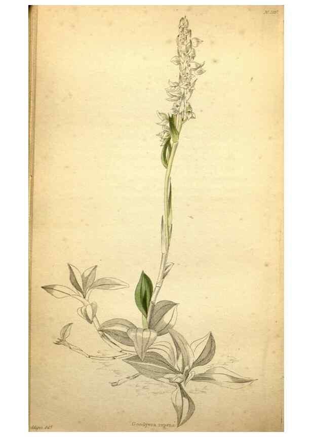 Reproducción/Reproduction 48787678951: The botanical cabinet. London :John & Arthur Arch ...,1817-1833.. 