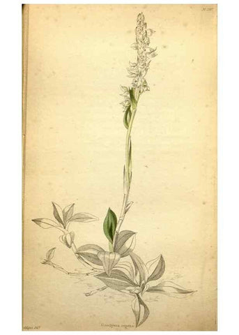 Reproducción/Reproduction 48787678951: The botanical cabinet. London :John & Arthur Arch ...,1817-1833.. 