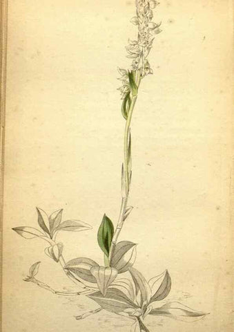 Reproducción/Reproduction 48787678951: The botanical cabinet. London :John & Arthur Arch ...,1817-1833.. 