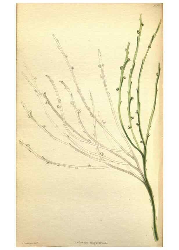 Reproducción/Reproduction 48787361828: The botanical cabinet. London :John & Arthur Arch ...,1817-1833.. 
