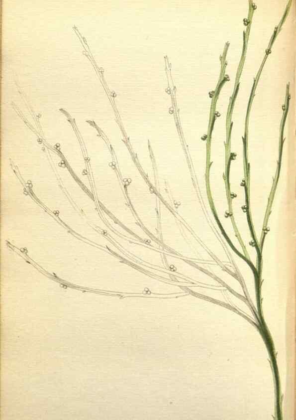 Reproducción/Reproduction 48787361828: The botanical cabinet. London :John & Arthur Arch ...,1817-1833.. 