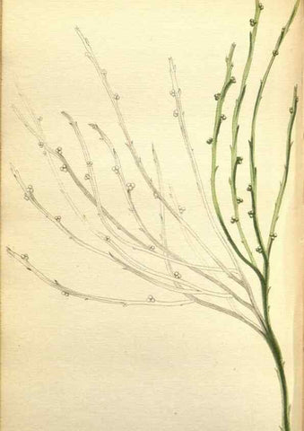 Reproducción/Reproduction 48787361828: The botanical cabinet. London :John & Arthur Arch ...,1817-1833.. 