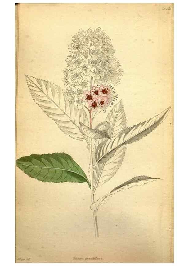 Reproducción/Reproduction 48787830262: The botanical cabinet. London :John & Arthur Arch ...,1817-1833.. 