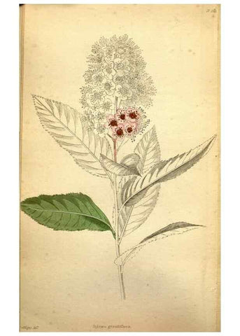 Reproducción/Reproduction 48787830262: The botanical cabinet. London :John & Arthur Arch ...,1817-1833.. 