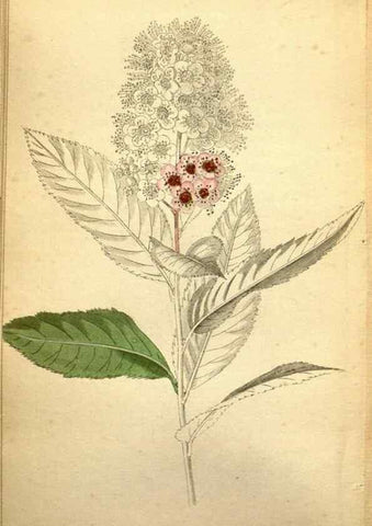 Reproducción/Reproduction 48787830262: The botanical cabinet. London :John & Arthur Arch ...,1817-1833.. 