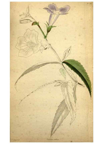 Reproducción/Reproduction 48787679876: The botanical cabinet. London :John & Arthur Arch ...,1817-1833.. 