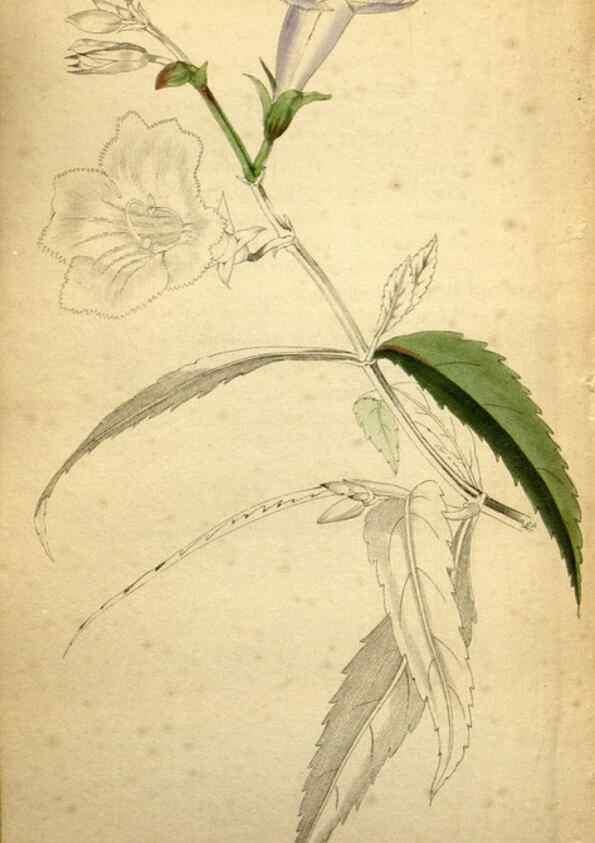Reproducción/Reproduction 48787679876: The botanical cabinet. London :John & Arthur Arch ...,1817-1833.. 