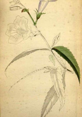Reproducción/Reproduction 48787679876: The botanical cabinet. London :John & Arthur Arch ...,1817-1833.. 