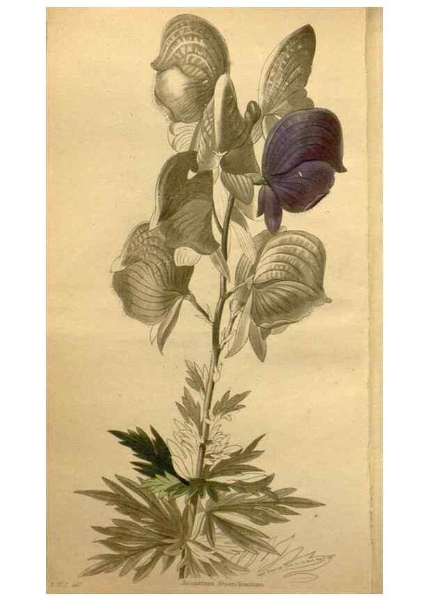 Reproducción/Reproduction 48787831092: The botanical cabinet. London :John & Arthur Arch ...,1817-1833.. 