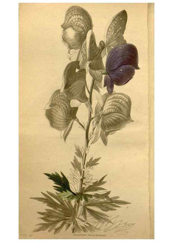 Reproducción/Reproduction 48787831092: The botanical cabinet. London :John & Arthur Arch ...,1817-1833.. 