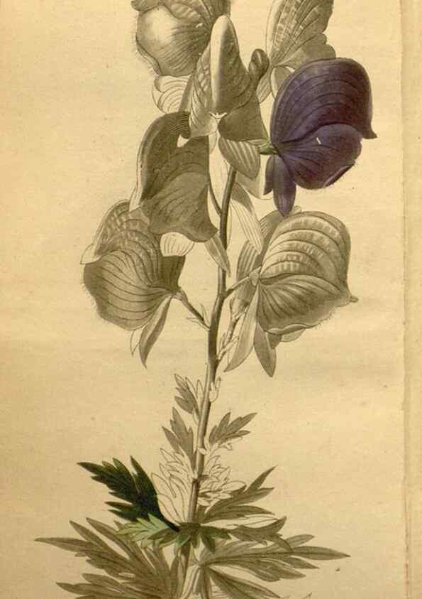 Reproducción/Reproduction 48787831092: The botanical cabinet. London :John & Arthur Arch ...,1817-1833.. 