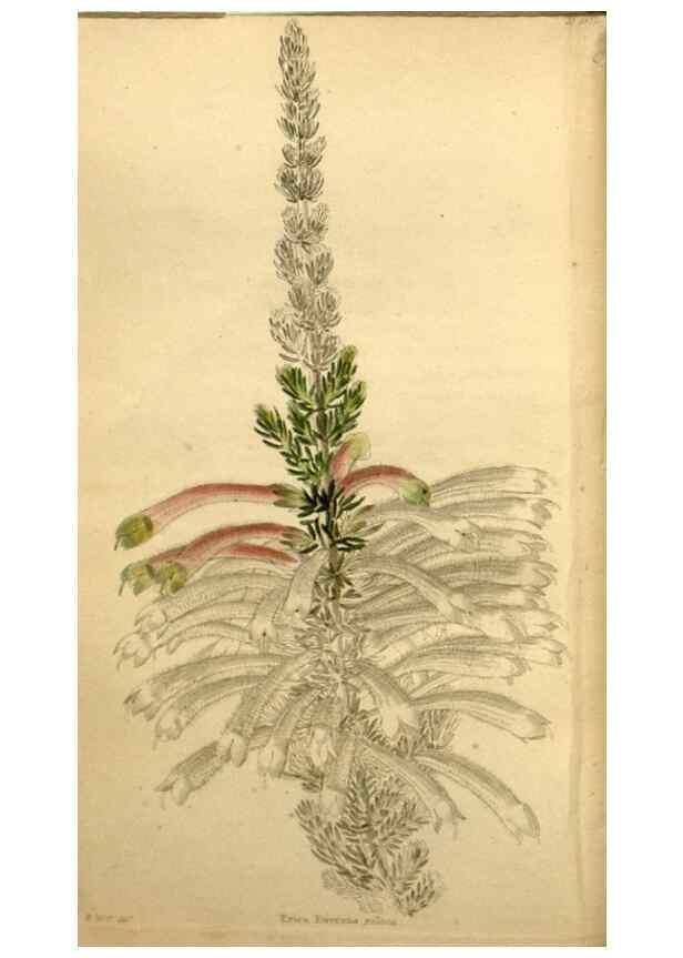 Reproducción/Reproduction 48787319908: The botanical cabinet. London :John & Arthur Arch ...,1817-1833.. 