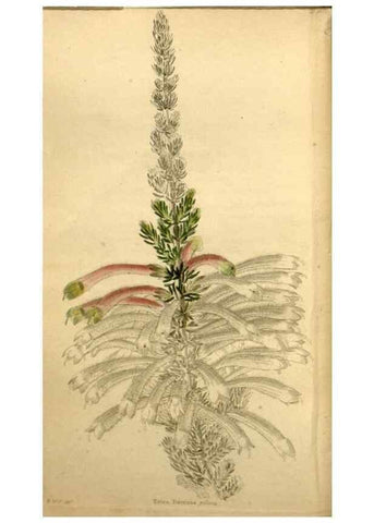 Reproducción/Reproduction 48787319908: The botanical cabinet. London :John & Arthur Arch ...,1817-1833.. 