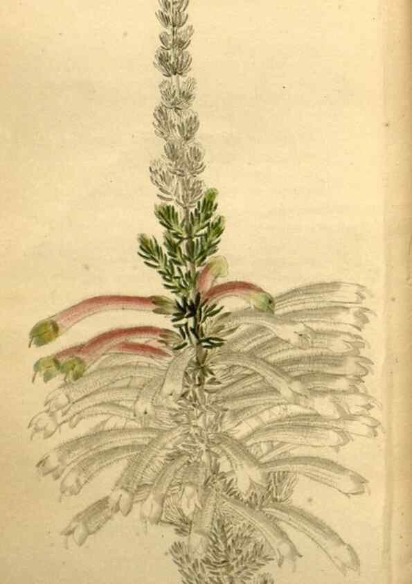 Reproducción/Reproduction 48787319908: The botanical cabinet. London :John & Arthur Arch ...,1817-1833.. 